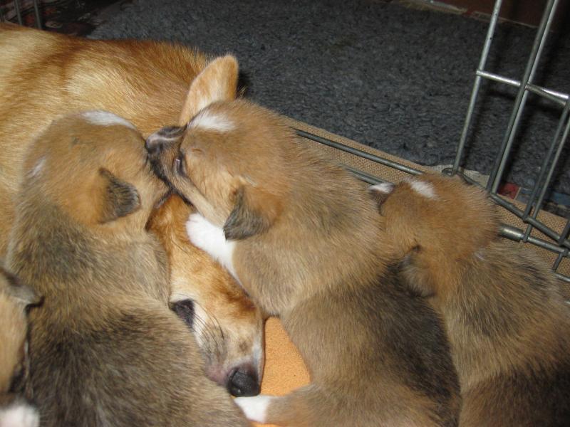 Puppies
